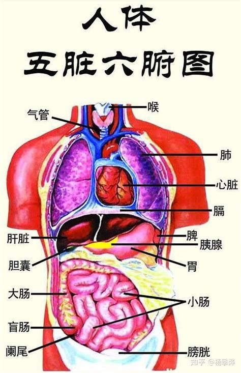 身體部位圖|人体器官分布图